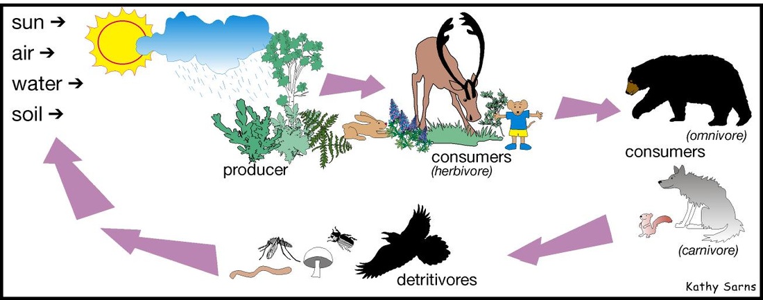 Decomposers - Food Chain Cycles