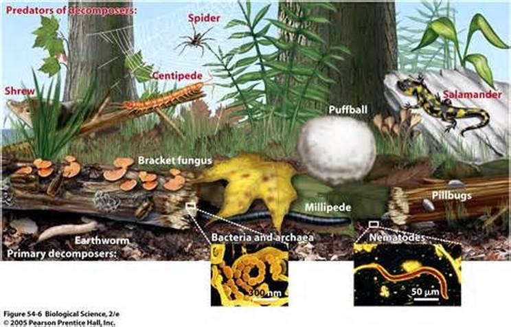 Decomposers - Food Chain Cycles